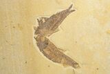 Shale With Six Fossil Fish (Knightia) - Wyoming #320382-1